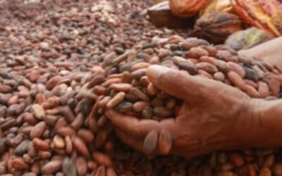 Cacao, motor del desarrollo en zonas donde antes se cultivaba hoja de coca