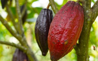 Sustancias del cacao protegen de enfermedades cardiovasculares, según estudio